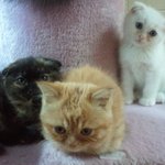 [고양이판] ▶동거묘 설기의 <b>나날</b>◀/스코티쉬폴드