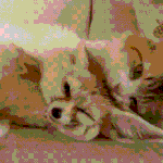 ※※[고양이판] 대세는 냥이판^^ (<b>짤방</b>모음) ※※