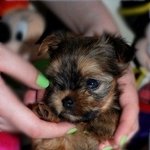 금별&amp;<b>자몽</b> 아가들을 소개합니당^^♥(다른아가들도있음!!)