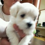 강아지 이름짓기!!!!!! ~♥