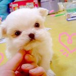 말티즈계의 미모견 솔이를 소개합니다 ♬(스압주의!!)