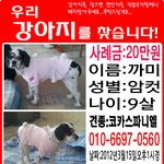 [서울]신도림에서 잃어버린 코카를 찾습니다.