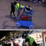 ★★프랑스 <b>청소부</b> 강아지★★개신기해ㅋㅋ