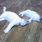 귀염둥이 고양이