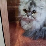 [고양이판]★★우리집<b>벨라</b>를소개합니다★★