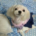 (스압주의♥!!)★★★★깝치는 강아지본적있음? 꼬물꼬물 새끼강아지들과...