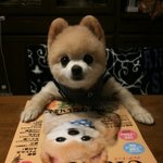 (스압주의!) 국가별 귀여운 강아지 사진 대방출. 일본 vs 미국...