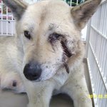 개장수에게 얼굴을 <b>난도질</b>당한 일순이의사연...