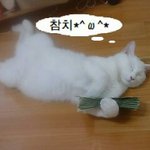 ★냐옹이판★은비,앙마,모카 세자매를 소개합니다<필살 개인기有>