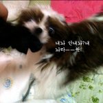 ♥♥♥♥♥♥♥♥(사진有) 귀여운안경을쓴 시츄 짱아 3탄!! ♥♥♥♥♥♥♥♥