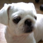 ☆★우리집 루비 이쁘지롱 얼른보러오시라우 (사진多 사진탈탈 털었당)☆★