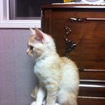 [냥이판] 니나야.. 요다로 만들어서 미안해..........ㅠㅠㅜㅠㅜ