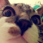 ####나의 호야를 소개해요####