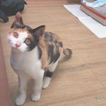 ♥(사진有/多)우리집 <b>천사</b>강아지&amp;악마고양이를 자랑하고싶습니다!