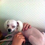 ★★★내 첫강쥐는 망나니..ㅠㅠ★★★