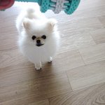 ★[귀<b>염주</b>의] 세상에 온지 95일! 화이트 포메라니안 곰탕이를 소개합니다...