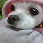 ★☆저희집 말티즈 뚱이를 소개합뉘다~람쥐☆★