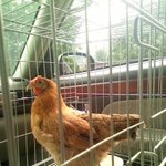 ★☆ 깜찍포텐터지는 우리집닭, 치킨☆★