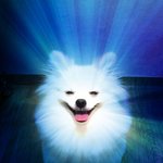 ★★우리집에 거주하고 계시는 개보살님을 소개해요★★