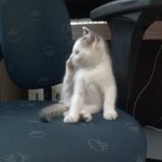 배다해 닮은 복을부르는 우리집 도련님