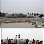 <b>대륙</b>의 고래 살리기.jpg