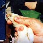 ★☆★☆동물들에게도 복지가 필요해요 [1] 농장동물 -닭☆★☆★