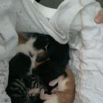 ☆(수정+)사진多람쥐~손가락만한새끼고양이보고가세여!!ㅠㅠ★