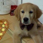 ★골든레트리버 5마리 키워요 (사진有)