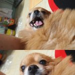 ▶▶▶▶▶▶▶▶▶포메라니안 9년차 <b>숫총각</b> 포미◁◁◁◁◁◁◁◁◁