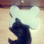 ( 사진有 ) 울 집 초코푸들이 궁금하면 들어오<b>셩</b>~ ㅎㅎ