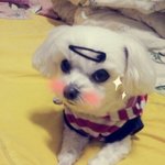 사진有★★우리집 할머니 딸기를 소개합니다★★