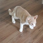 ♥조금많이이상한 우리집고양이 제이콥을 소개합니다♥