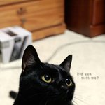 [냥이<b>판</b>] 까만 고양이가 어때서용??  ㅜㅜ