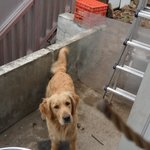 ★골든레트리버 5마리 키워요(사진有) 2번째