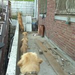 ★골든레트리버 5마리 키워요(사진有) 3번째