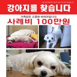 말티즈/<b>여아</b>/사례100만원--애타게 찾고 있습니다