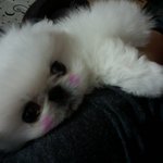 외모1등 !! 귀염1등 !! 페키니즈계 얼짱 ★또<b>롱이</b>★를 소개합니다...