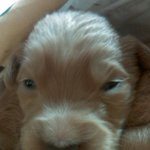 ★골든레트리버 5마리 키워요(사진有) 4번째