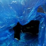 비닐봉지를 사랑하는 우리집 고양이 잉백 !!!