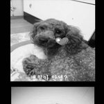 사진有느님)<b>의문</b>없이살해당한제애완견