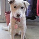 ☆★☆우리집 별이(풍산개)의 짝을 찾습니다.☆★☆