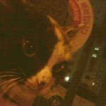 ★★★코숏 아가고양이 아껴주실 좋은 <b>주인분</b>을 찾아요★★★