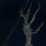 ★★사진有(수정 얼굴올림)★★ 신발이 나무꼭대기에걸림 ..헝