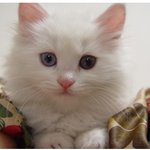 [고양이 판] 제가 자주 가는 유기묘 카페의 고양이들!!! <5>...