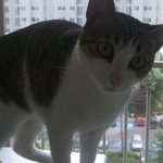 묘판☆우리집 시크묘 냐<b>몽이</b>와 비만견(ㅠㅠ) 체리><♥