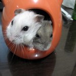 ★★★사진.동영상有))뚱뚱한울햄<b>토리</b>들*-*★★★