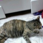 ★★★<b>애기</b>밴고양이가따라왓어요ㅠㅠ도와주세요제발★★★