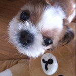 우리멍멍이 체리입니당