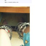 우리오빠 사진 도용해서 유명인사되신 <b>디</b><b>씨</b>인 장난하세요?