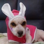 저의 반쪽을 잃어버렸습니다 도와주세요ㅠ